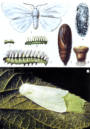 Hyphantria cunea Drury