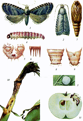 Hyphantria cunea Drury