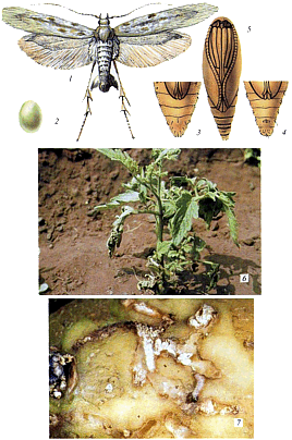 Phthorimaea operculella Zeil.