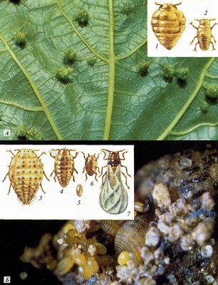 Viteus vitifolii Fitch.