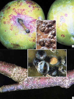 Quadraspidiotus perniciosus Comst