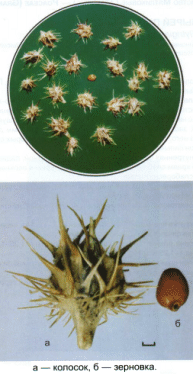 Cenchrus pauciflorus Benth.