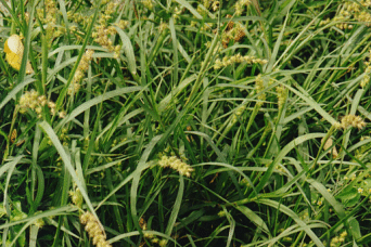 Cenchrus pauciflorus Benth.